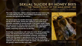 Sexual_Suicide_Enhanced.webp