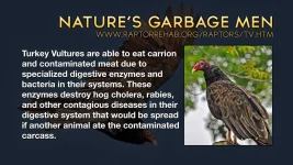 Turkey-Vultures_Enhanced.webp