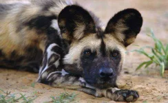 african_wild_dog_1.webp african_wild_dog_1.webp