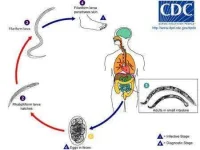 hookworm.1.webp