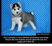 -this-is-pomsky-a-cross-between-pomeranian-3971461.webp