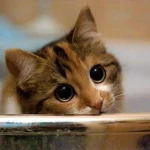 83ffdb51dae9317c45c8dba2b--big-eyes-big-brown-eyes.webp 83ffdb51dae9317c45c8dba2b--big-eyes-big-brown-eyes.webp