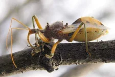 54_assassin_bug-600x400.webp