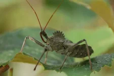 reduviid4375-600x400.webp