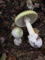 234px-Amanita_phalloides_1.webp