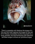 scary.horror-20180524-0002.webp