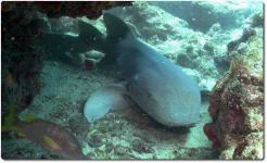 nurse-shark-1.webp