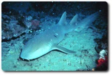 nurse-shark-facts.webp