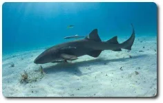 nurse-shark-info.webp