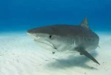 tigershark1-300x205.webp