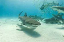 tigershark2-300x200.webp