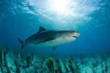 tigershark3-300x199.webp