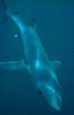 bluesharktop-195x300.webp