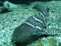 baby_zebra_shark-300x225.webp baby_zebra_shark-300x225.webp