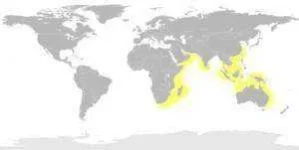 zebrasharkmap-300x151.webp zebrasharkmap-300x151.webp