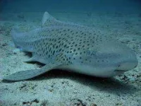 adult_zebra_shark-300x225.webp adult_zebra_shark-300x225.webp