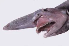 goblinshark-300x199.webp