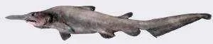 goblinshark2-300x62.webp