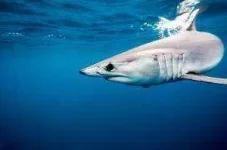 makoshark-300x199.webp