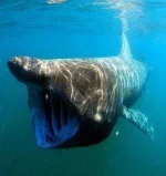 baskingshark-284x300.webp