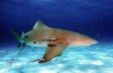 lemonshark2-300x196.webp