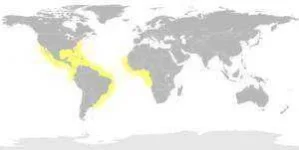 lemonsharkmap-300x151.webp