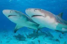 lemonshark1-300x199.webp