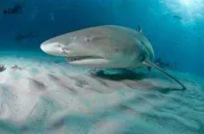 lemonshark3-300x198.webp