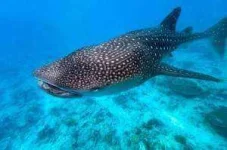 whaleshark1-300x199.webp