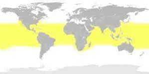 whalesharkmap-300x151.webp
