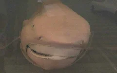 megamouth_shark.webp megamouth_shark.webp