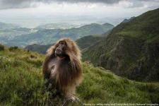 gelada.webp