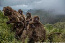 geladas.webp