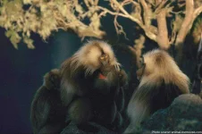 geladas-2.webp