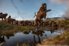 geladas-3.webp