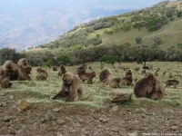 geladas-eating.webp
