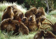 geladas-socializing.webp