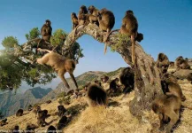geladas-4.webp