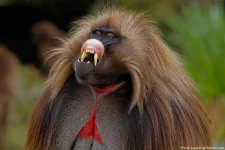 gelada-2.webp