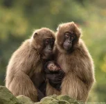 gelada-baby.webp