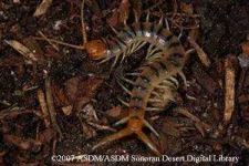 centipede%20copy.webp