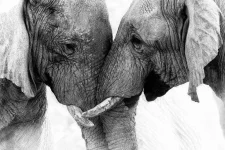 little-known-facts-about-poaching.webp little-known-facts-about-poaching.webp