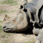 sad-poaching-facts.webp sad-poaching-facts.webp