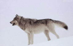 ezgif_com_add_text.gif ezgif_com_add_text.gif