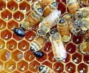 bees_hivebeetlemed.webp