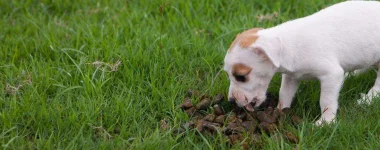 can-dogs-get-sick-from-eating-their-poop.jpg can-dogs-get-sick-from-eating-their-poop.jpg