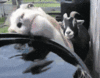 108Y1SMrGePEDC.gif