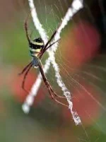 images (4).webp images (4).webp
