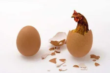 Egg-Chicken-In-Egg-Chicken-Or-Egg.jpg.653x0_q80_crop-smart.webp