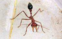 mgratiosa.webp